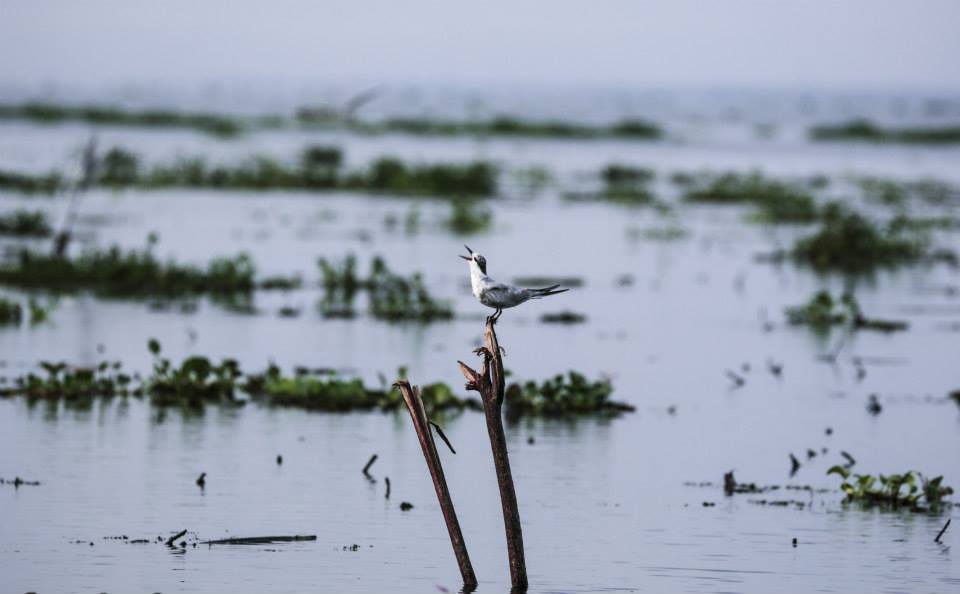 Kumarakom Bird Sanctuary Kottayam view of migratory birds