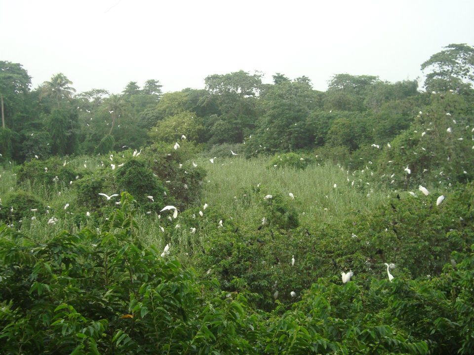 Kumarakom Bird Sanctuary popular bird watching destination kerala
