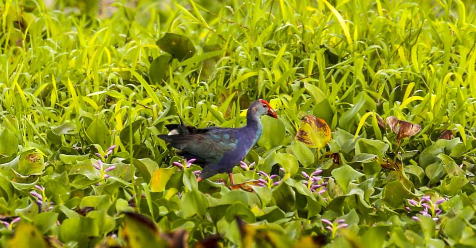 Kumarakom Bird Sanctuary entry tickets and details