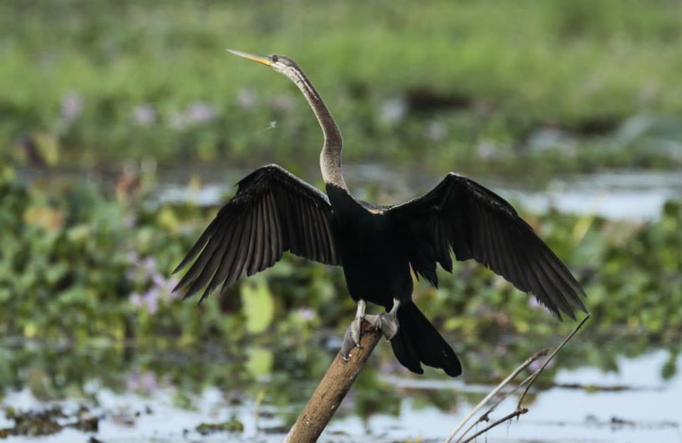 Kumarakom Bird Sanctuary കുമരകം പക്ഷിസങ്കേതം Kottayam 