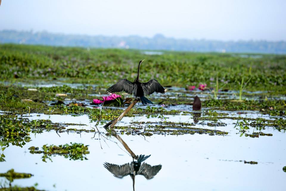 migratory birds and resident birds in Kumarakom Bird Sanctuary