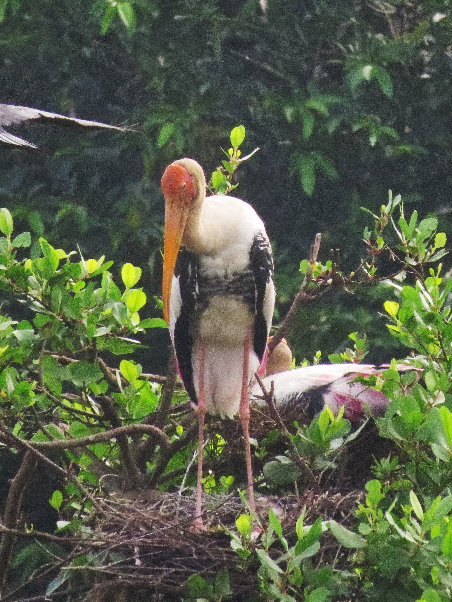 images of bird species found in Kumarakom Bird Sanctuary Kottayam