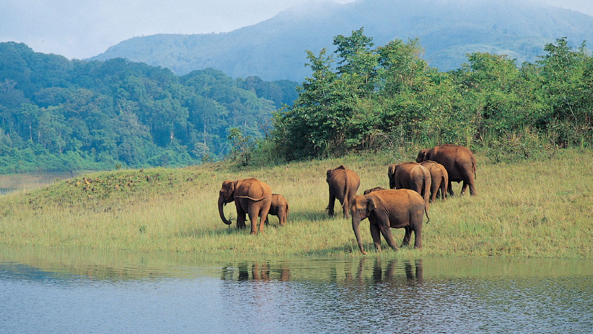 Periyar National Park entry details