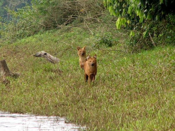 Periyar National Park beautiful scenery